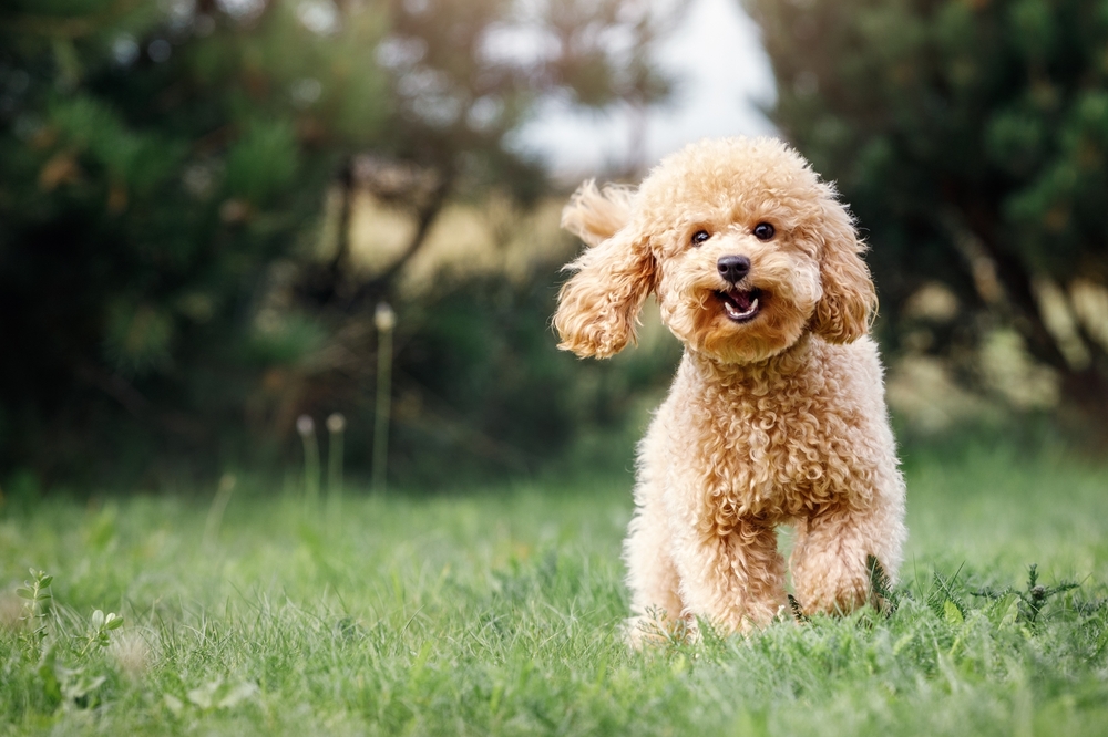 Cachorro de Poodle: 21 cosas que necesitas saber sobre este perrito ...